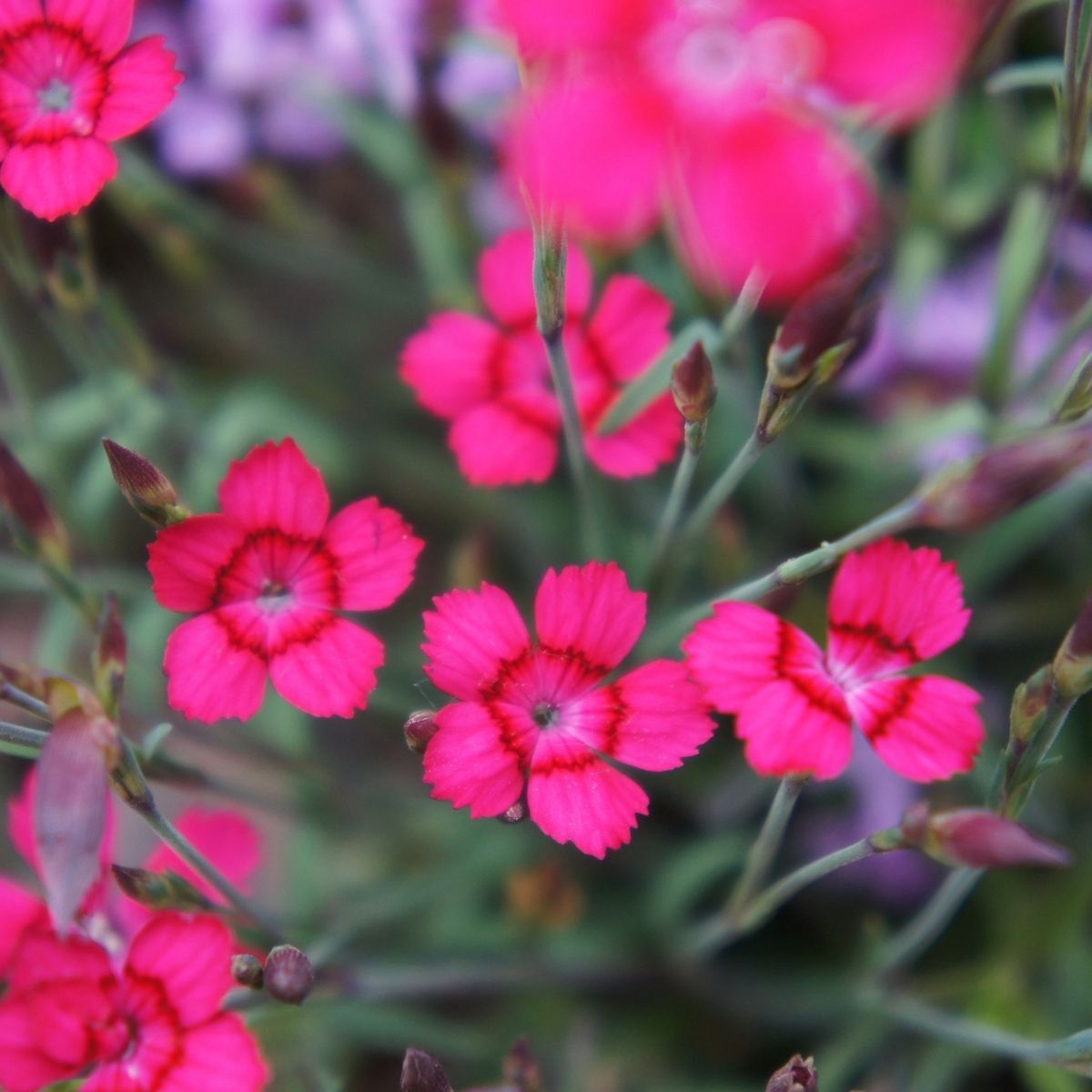 Dianthus- Carmine Red